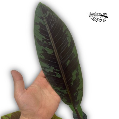 Musa acuminata ‘Zebrina’ (PLATANERA)