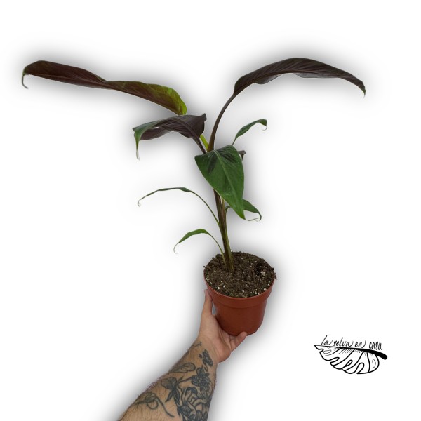 Musa acuminata ‘Zebrina’ (PLATANERA)