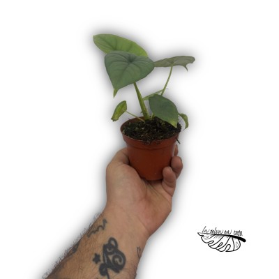 Alocasia puncak borneensis 2