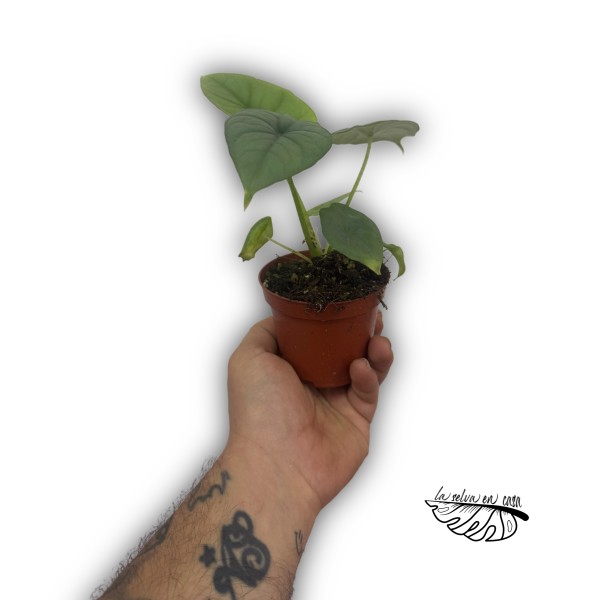 Alocasia puncak borneensis