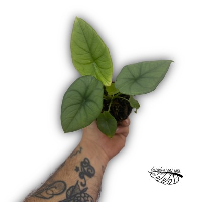 Alocasia puncak borneensis