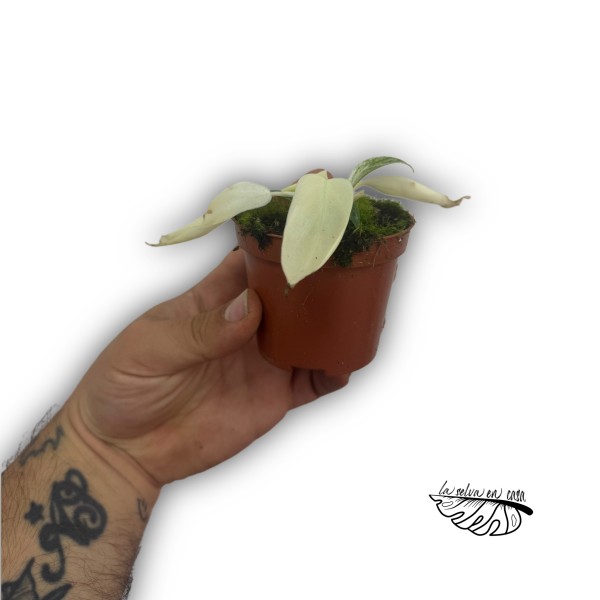 Philodendron FLORIDA GHOST
