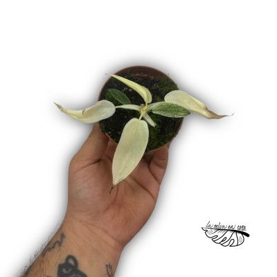 Philodendron FLORIDA GHOST