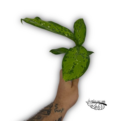 Dieffenbachia Crocodile MINI