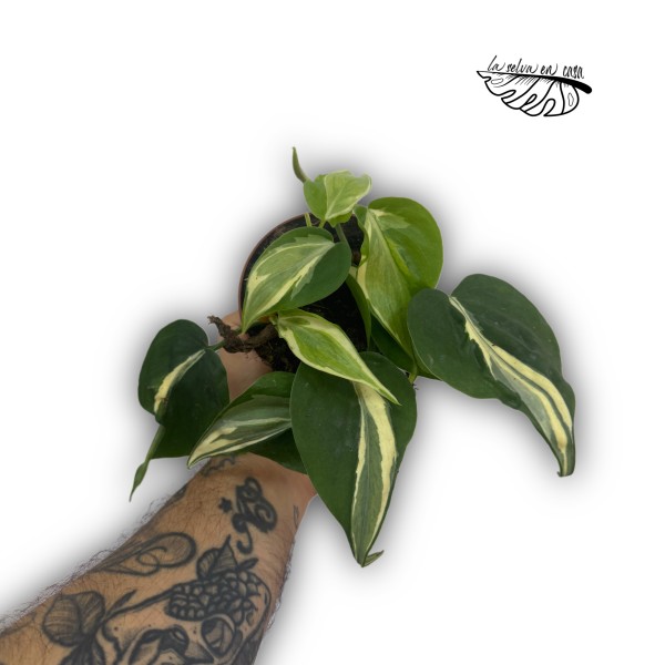 Philodendron hederaceum ‘Rio’
