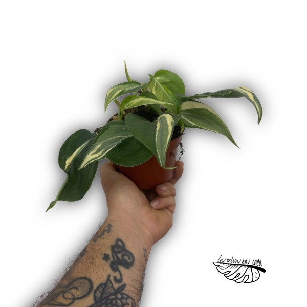 Philodendron hederaceum ‘Rio’
