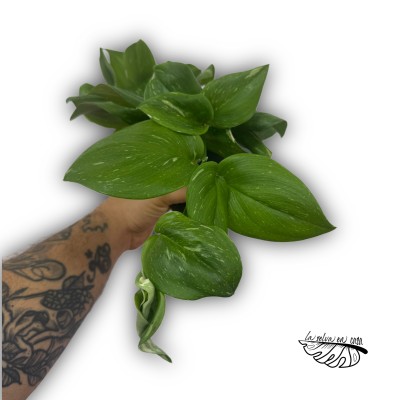 Scindapsus treubii ‘Rubicon’