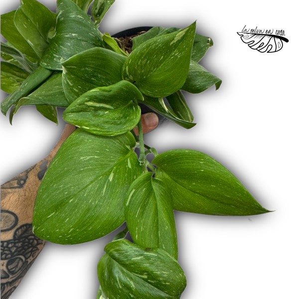 Scindapsus treubii ‘Rubicon’