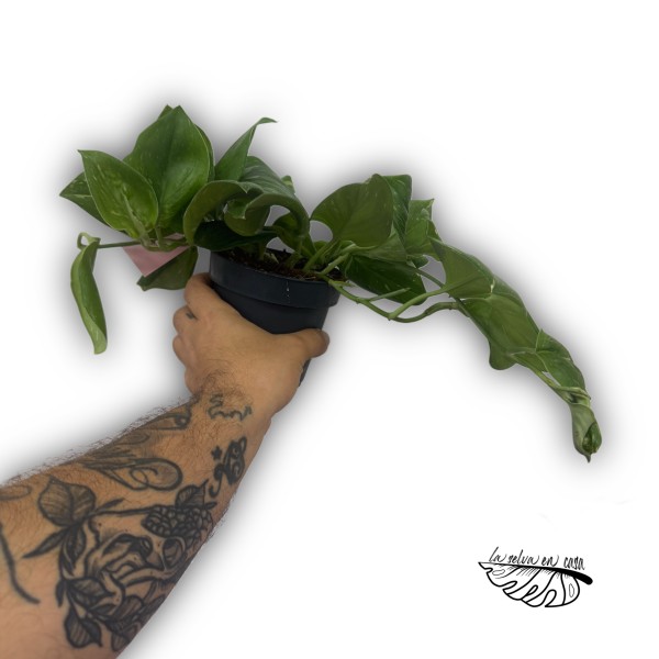 Scindapsus treubii ‘Rubicon’