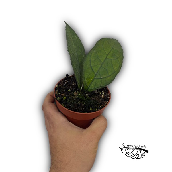 Hoya clemensiorum ‘Dark Leaf’ MEDIUM