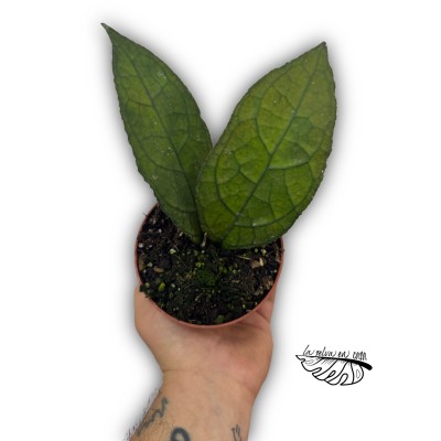 Hoya clemensiorum ‘Dark Leaf’ MEDIUM