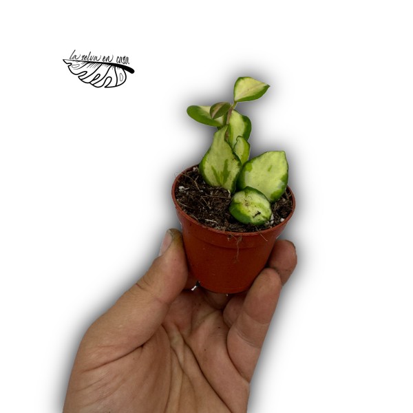 Hoya Heuschkeliana Variegata