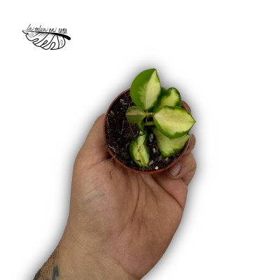 Hoya Heuschkeliana Variegata