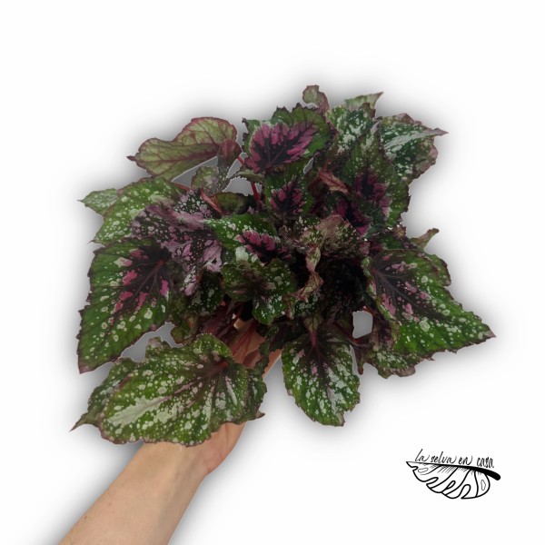 Begonia Beleaf Confetti