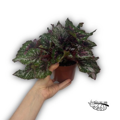 Begonia Beleaf Confetti 2
