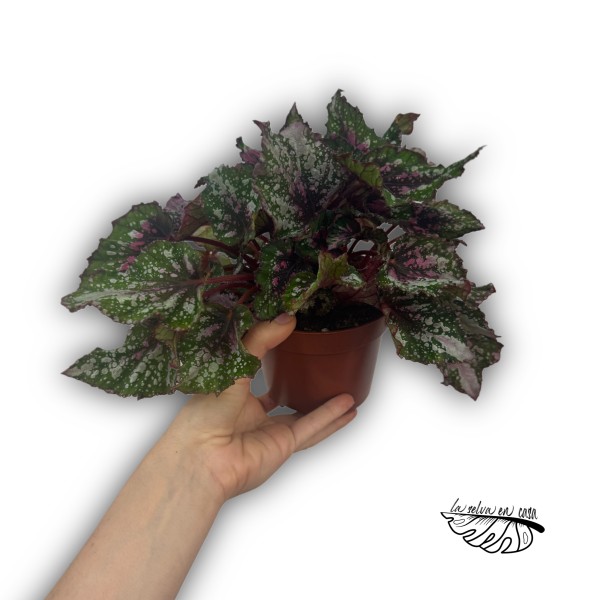 Begonia Beleaf Confetti
