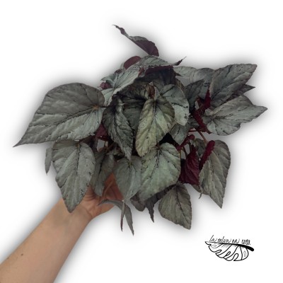 Begonia Beleaf Alaska Creek XLARGE 2