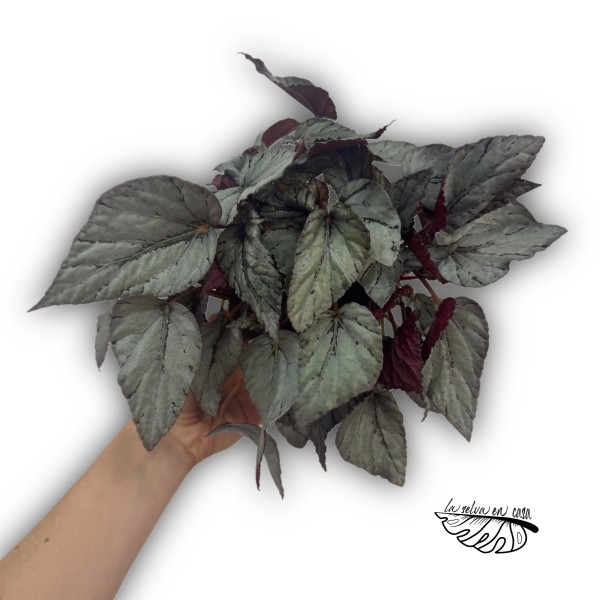 Begonia Beleaf Alaska Creek XLARGE