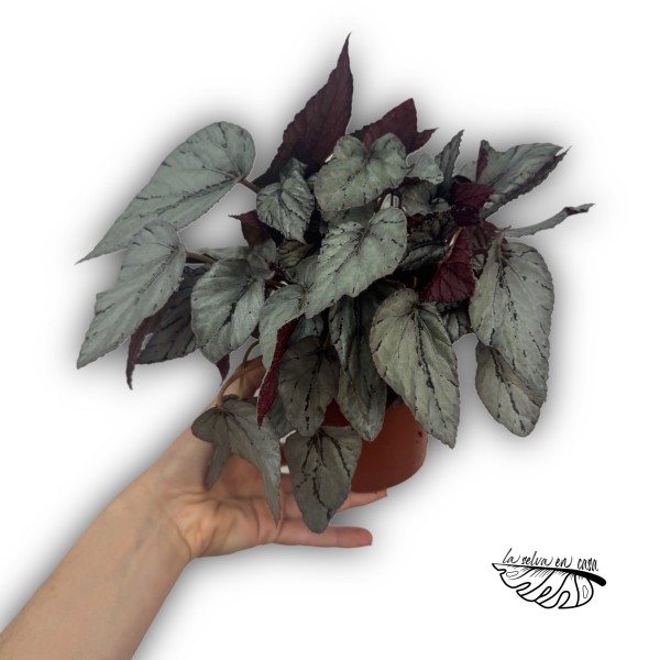 Begonia Beleaf Alaska Creek XLARGE