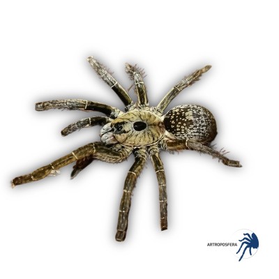 Ceratogyrus sanderi (1/1,5 mudas) | Tarántula Africana