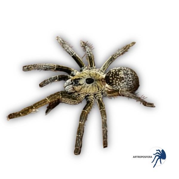 Ceratogyrus sanderi (1/1,5 mudas) | Tarántula Africana