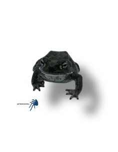 Bufo alvarius 2