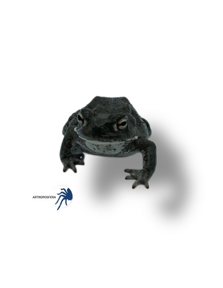 Bufo alvarius