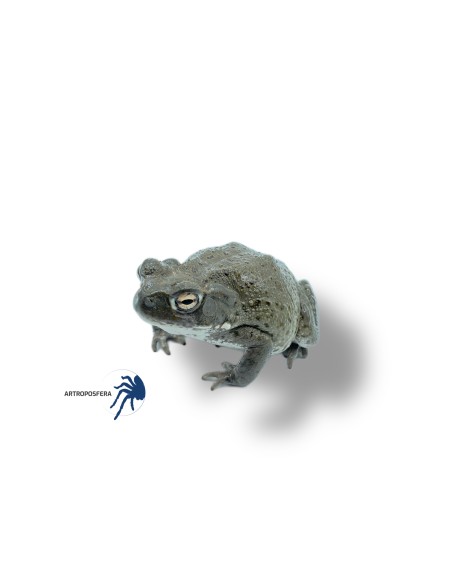Bufo alvarius