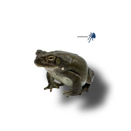 Bufo alvarius