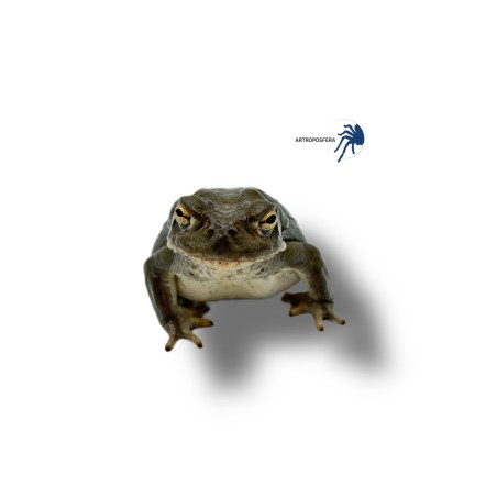 Bufo alvarius