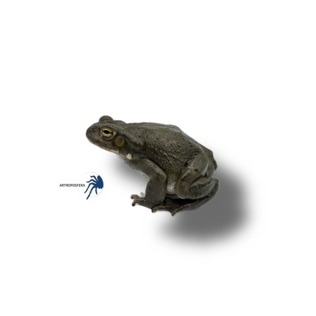 Bufo alvarius