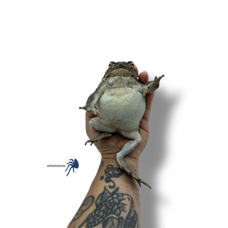 Bufo alvarius