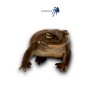 Bufo alvarius