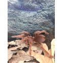 Pelinobus muticus ( 8 cm de legs)