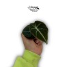 Alocasia 'Black velvet' MINI