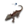 Rhacodactylus auriculatus