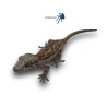 Rhacodactylus auriculatus