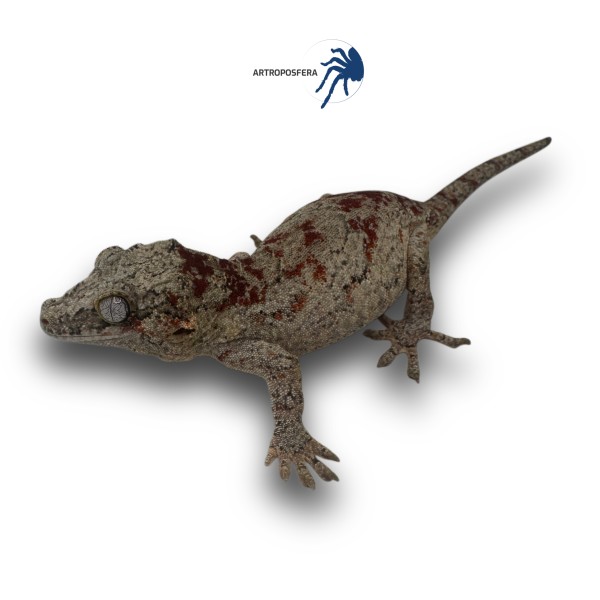 Rhacodactylus auriculatus