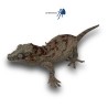 Rhacodactylus auriculatus