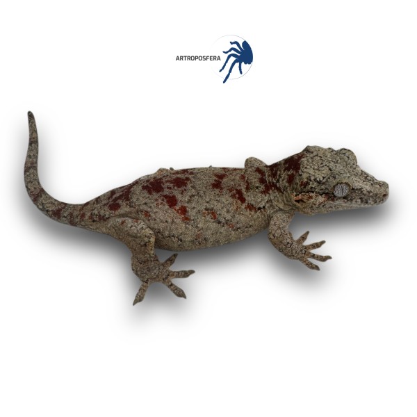 Rhacodactylus auriculatus