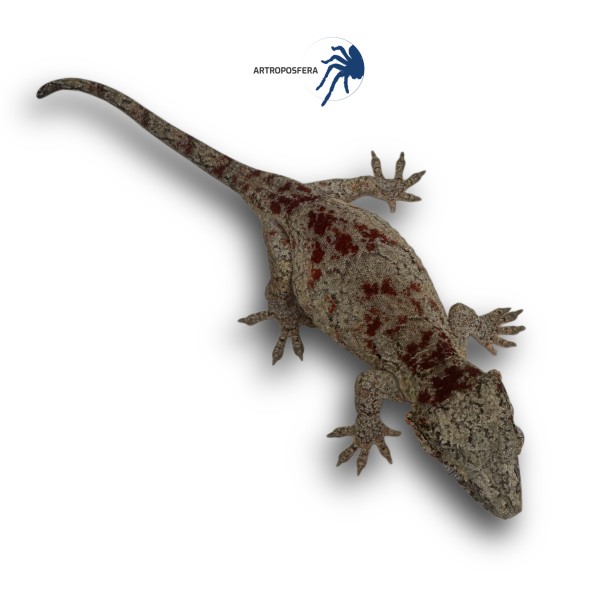 Rhacodactylus auriculatus