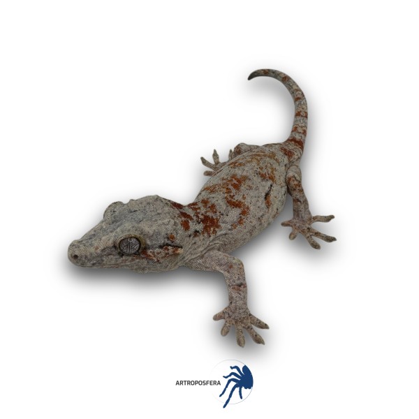 Rhacodactylus auriculatus