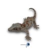 Rhacodactylus auriculatus