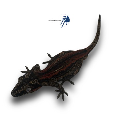 Rhacodactylus auriculatus