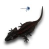 Rhacodactylus auriculatus