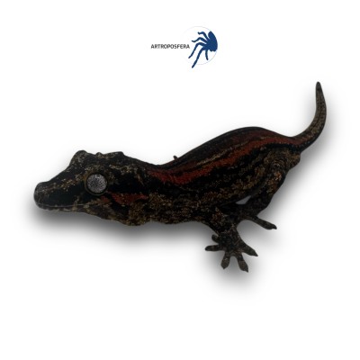 Rhacodactylus auriculatus 2