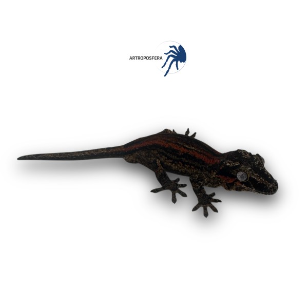 Rhacodactylus auriculatus