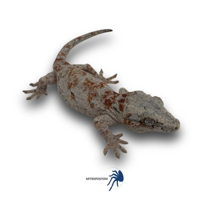 Rhacodactylus auriculatus