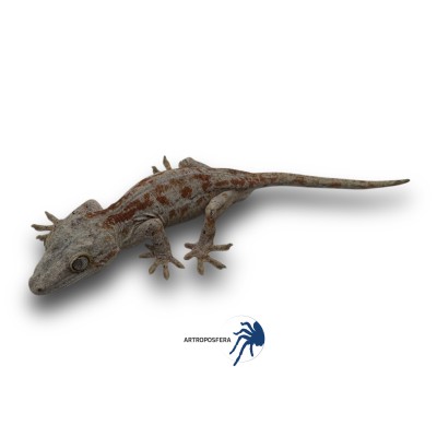 Rhacodactylus auriculatus 2