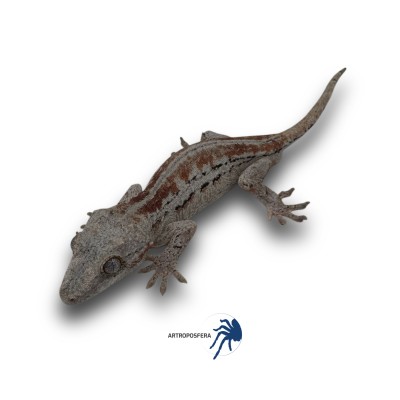 Rhacodactylus auriculatus